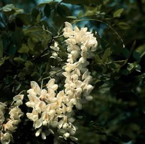 Gaggia. Fiori di robinia pseudoacacia.De Agostini Picture Library/Archivio B Gaggia. Fiori di robinia pseudoacacia.De Agostini Picture Library/Archivio B
