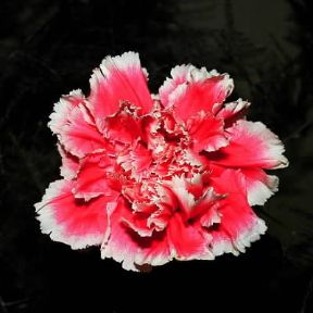 Garofano. Esemplare di Dianthus caryophllus.De Agostini Picture Library/Archivio B Garofano. Esemplare di Dianthus caryophllus.De Agostini Picture Library/Archivio B