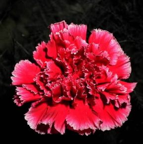 Garofano rosso.De Agostini Picture Library/Archivio B Garofano rosso.De Agostini Picture Library/Archivio B