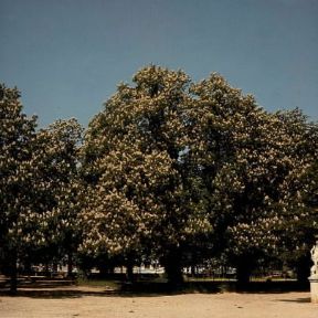 Ippocastano . Esemplare di Aesculus hippocastanum in piena fioritura.De Agostini Picture Library/Archivio B