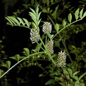 Liquirizia (Glycyrrhiza glabra).De Agostini Picture Library Liquirizia (Glycyrrhiza glabra).De Agostini Picture Library