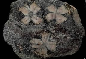 Chiastolite in sezione trasversale.De Agostini Picture Library/C. Bevilacqua