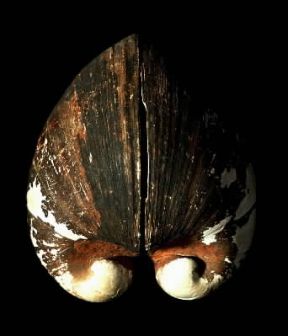 Conchiglia bivalve.De Agostini Picture Library / C. Bevilacqua Conchiglia bivalve.De Agostini Picture Library / C. Bevilacqua