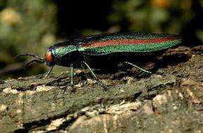 Crysochroa fulgidissima. De Agostini Picture Library/C. Bevilacqua Crysochroa fulgidissima. De Agostini Picture Library/C. Bevilacqua