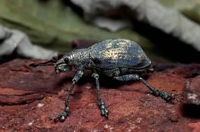 Curculionidi. Esemplare di Cyphus angustus.De Agostini Picture Library / C. Bevilacqua Curculionidi. Esemplare di Cyphus angustus.De Agostini Picture Library / C. Bevilacqua