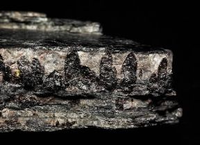 Fergusonite. Cristalli inclusi in pegmatite.De Agostini Picture Library/C. Bevilacqua Fergusonite. Cristalli inclusi in pegmatite.De Agostini Picture Library/C. Bevilacqua