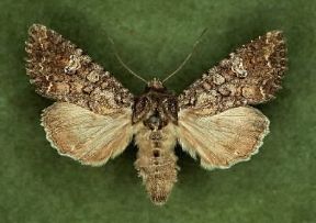 Barathra brassicae.De Agostini Picture Library / 2 P Barathra brassicae.De Agostini Picture Library / 2 P
