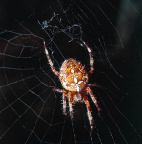 Aranea. Un esempio di aranea (Araneus diadema).De Agostini Picture Library Aranea. Un esempio di aranea (Araneus diadema).De Agostini Picture Library