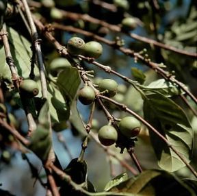 CaffÃ¨. Frutti di Coffea liberica.De Agostini Picture Library