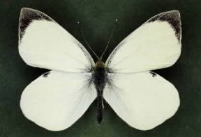 Cavolaia. Un esemplare di Pieris brassicae.De Agostini Picture Library/ Archivio B Cavolaia. Un esemplare di Pieris brassicae.De Agostini Picture Library/ Archivio B