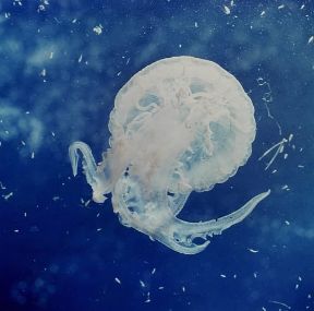 Celenterati. Una medusa del Mediterraneo (Pelagia noctiluca).De Agostini Picture Library Celenterati. Una medusa del Mediterraneo (Pelagia noctiluca).De Agostini Picture Library
