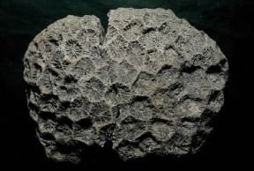 Celenterati. Celenterato madreporato fossile del genere Isastrea.De Agostini Picture Library/ Archivio B Celenterati. Celenterato madreporato fossile del genere Isastrea.De Agostini Picture Library/ Archivio B