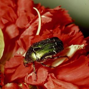Cetonia aurata. De Agostini Picture Library Cetonia aurata. De Agostini Picture Library