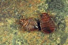 Cimice. Maschio e femmina di Cimex lectularius.De Agostini Picture Library Cimice. Maschio e femmina di Cimex lectularius.De Agostini Picture Library