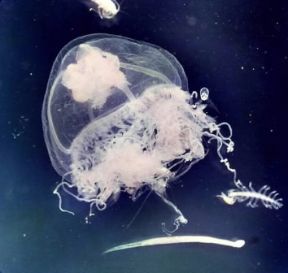 Idrozoi . Un esemplare di medusa.De Agostini Picture Library Idrozoi . Un esemplare di medusa.De Agostini Picture Library