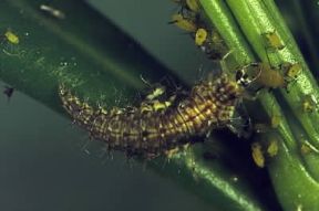 Neurotteri. Larva di Chrysopa perla.De Agostini Picture Library Neurotteri. Larva di Chrysopa perla.De Agostini Picture Library