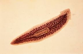 Platelminti. Individuo del genere Planaria.De Agostini Picture Library