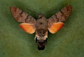 Sfingidi . Esemplare adulto di Macroglossa stellatarum.De Agostini Picture Library