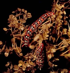 Sfingidi . Bruco di Deilephila euphorbiae.De Agostini Picture Library