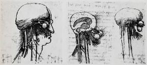 Anatomia umana. Studi di Leonardo da Vinci su alcuni nervi che partono dal cervello.De Agostini Picture Library Anatomia umana. Studi di Leonardo da Vinci su alcuni nervi che partono dal cervello.De Agostini Picture Library