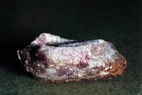Arca noae. De Agostini Picture Library/Archivio B Arca noae. De Agostini Picture Library/Archivio B