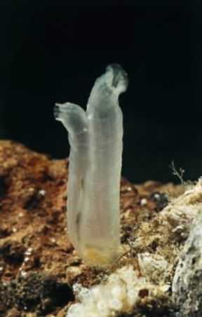 Ascidiacei. Ciona intestinalis.De Agostini Picture Library/Giacomelli Ascidiacei. Ciona intestinalis.De Agostini Picture Library/Giacomelli
