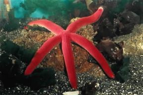 Asteroidei. Ophidiaster ophidianus. De Agostini Picture Library Asteroidei. Ophidiaster ophidianus. De Agostini Picture Library