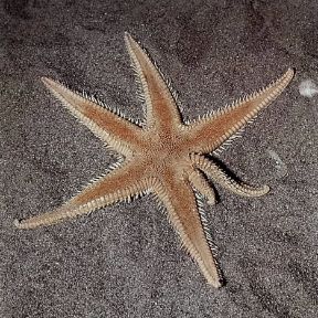 Astropecten. Esemplare di Astropecten Auranciacus. De Agostini Picture Library Astropecten. Esemplare di Astropecten Auranciacus. De Agostini Picture Library