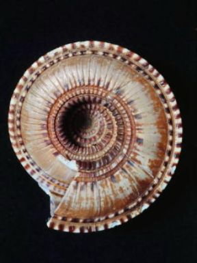 Conchiglia di un gasteropode marino.De Agostini Picture Library / Archivio B Conchiglia di un gasteropode marino.De Agostini Picture Library / Archivio B