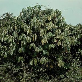 CaffÃ¨. Pianta di Coffea arabica.De Agostini Picture Library