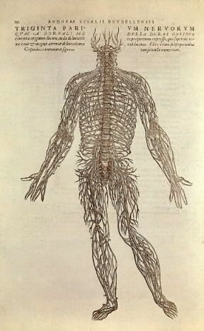 Anatomia umana. Una xilografia che illustra l'opera di Andrea Vesalio, De humani corporis fabrica , pubblicata nel 1543 (Firenze, Biblioteca dei Medici).De Agostini Picture Library Anatomia umana. Una xilografia che illustra l'opera di Andrea Vesalio, De humani corporis fabrica , pubblicata nel 1543 (Firenze, Biblioteca dei Medici).De Agostini Picture Library