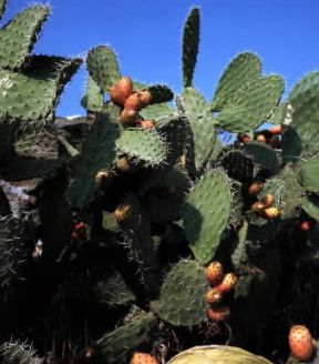 Cactacee. Fico d'India (Opuntia ficus indica ) con i frutti maturi.De Agostini Picture Library