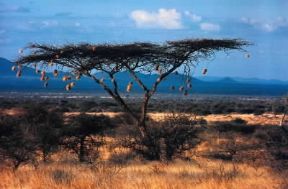 Acacia della savana con i nidi di uccelli.De Agostini Picture Library Acacia della savana con i nidi di uccelli.De Agostini Picture Library