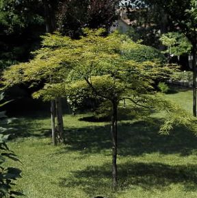 Acero . Esemplare di Acer palmatum.De Agostini Picture Library/2P Acero . Esemplare di Acer palmatum.De Agostini Picture Library/2P