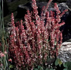 Acetosa. Infiorescenze di Rumex acetosa.De Agostini Picture Library/2P Acetosa. Infiorescenze di Rumex acetosa.De Agostini Picture Library/2P