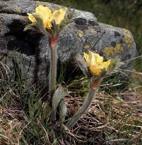 Anemone. Anemone sulfurea.De Agostini Picture Library/ 2 P