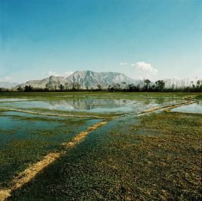 Iran . Una vasta distesa di risaie nella regione di Esfahan.De Agostini Picture Library/N. Cirani Iran . Una vasta distesa di risaie nella regione di Esfahan.De Agostini Picture Library/N. Cirani