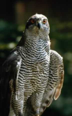 Astore. Esemplare di Accipiter gentilis.De Agostini Picture Library / C. Novara