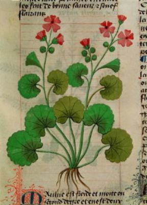Officinale . La malva in un'illustrazione de Le Grand Herbier (Modena, Biblioteca Estense).De Agostini Picture Library/A. Dagli Orti Officinale . La malva in un'illustrazione de Le Grand Herbier (Modena, Biblioteca Estense).De Agostini Picture Library/A. Dagli Orti