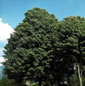 Acero. Acero di monte (Acer pseudoplatanatus).De Agostini Picture Library/2P Acero. Acero di monte (Acer pseudoplatanatus).De Agostini Picture Library/2P