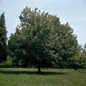 Acero negundo ( Acer negundo ).De Agostini Picture Library/L. Cretti Acero negundo ( Acer negundo ).De Agostini Picture Library/L. Cretti