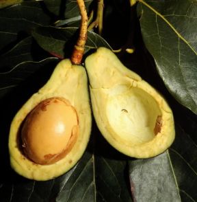 Avocado. Frutto di Persea gratissima.De Agostini Picture Library / 2 P Avocado. Frutto di Persea gratissima.De Agostini Picture Library / 2 P