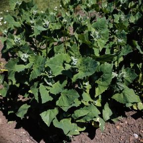 Bietolone . Esemplare di Atriplex hortense.De Agostini Picture Library/Moreschi Bietolone . Esemplare di Atriplex hortense.De Agostini Picture Library/Moreschi