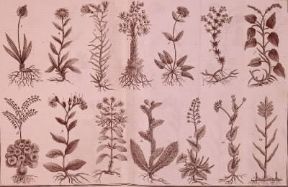 Biologia . Disposizione delle foglie in diverse piante, da un'illustrazione del trattato Floire française attribuito a J. B. Lamarck e A.-P. de Candolle.De Agostini Picture Library Biologia . Disposizione delle foglie in diverse piante, da un'illustrazione del trattato Floire française attribuito a J. B. Lamarck e A.-P. de Candolle.De Agostini Picture Library
