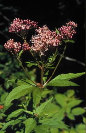 Canapa acquatica. Esemplare di Eupatorium cannabinum in fiore.De Agostini Picture Library/G. Negri