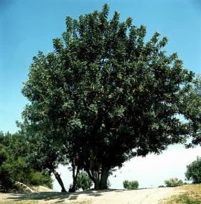 Carrubo (Ceratonia siliqua).De Agostini Picture Library/2P Carrubo (Ceratonia siliqua).De Agostini Picture Library/2P