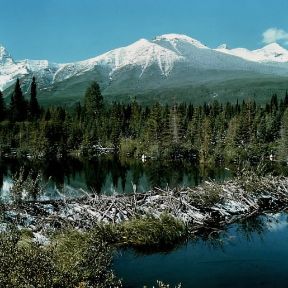 Castoro. Una diga realizzata da castori lungo il fiume Kananaskjis in Canada.De Agostini Picture Library Castoro. Una diga realizzata da castori lungo il fiume Kananaskjis in Canada.De Agostini Picture Library