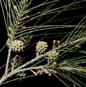 Causarina. Fiori e frutti della causarina (casuarina equisetifolia).De Agostini Picture Library/Moreschi