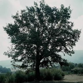Cerro. Albero di Quercus cerris.De Agostini Picture Library/ 2 P Cerro. Albero di Quercus cerris.De Agostini Picture Library/ 2 P