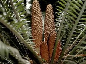 Cicadacee. Fiori maschili di Cycas revoluta.De Agostini Picture Library/ 2 P